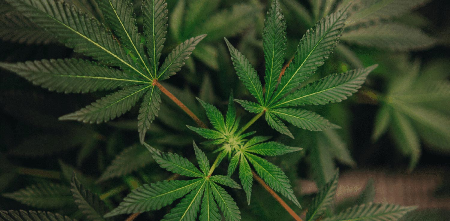 cannabis