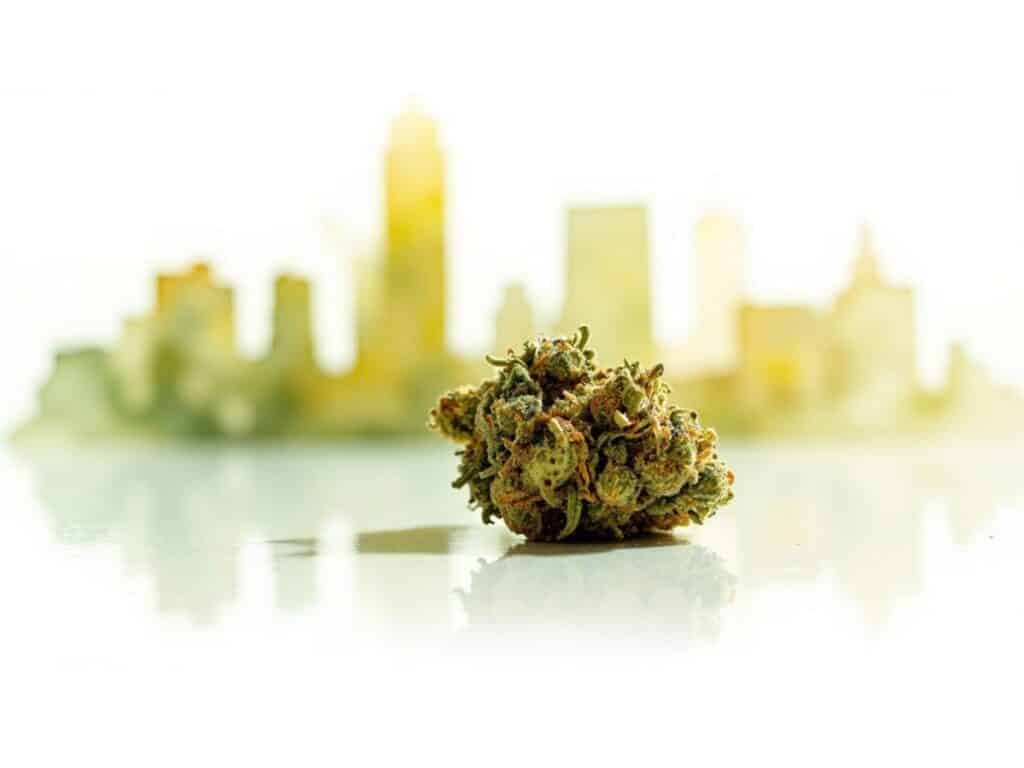 A vibrant close-up of NY Sour Diesel cannabis buds, showcasing their dense structure and rich green color